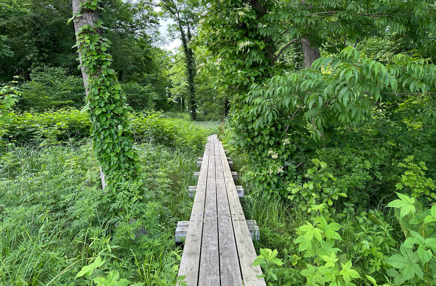 Smal promenadgång gjord av plankor går rakt in i en lummig skog.